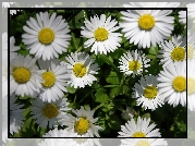 Kwiaty, Białe, Stokrotki
