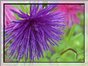 Niebieski, Aster