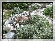 Koziorożec Alpejski, Kamienie, Krzaczki