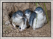 Trzy, Młode, Pingwiny