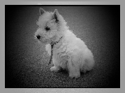 Pies, West Highland White Terrier