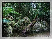 Park Narodowy, Daintree, Australia, Drzewa, Kamienie