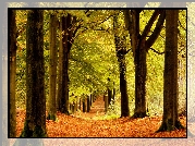 Las, Drzewa, Ścieżka, Jesień