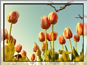 Wiosna, Tulipany, Niebo