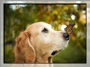 Golden retriever, Pies, Motyl