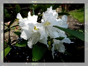 Przyroda, Kwiat, Rododendron