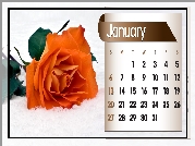 Kalendarz, Róża, Styczeń, 2013r