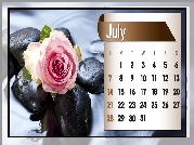 Kalendarz, Róża, Lipiec, 2013r