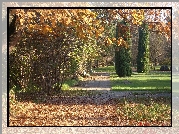 Park, Drzewa, Liście, Jesień