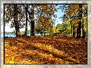 Jesień, Liście, Klony, Jezioro, Cienie
