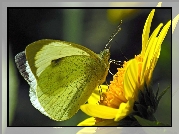 Motyl, Bielinek rzepnik, Kwiat