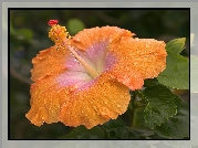 Pomaranczowy, Hibiskus, Kwiat