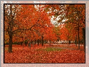 Park, Jesień, Ławka, Drzewa