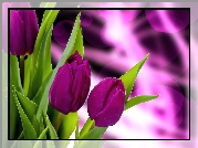 Purpurowe, Tulipany, Liście