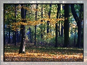 Kolorowy, Jesienny, Park