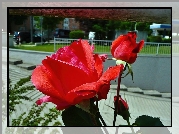 Kwiat, Czerwona, Róża, Ulica