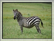 Zebra, Łąka