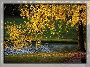 Rzeka, Drzewo, Jesień
