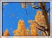 Jesień, Drzewa, Liście, Czyste, Niebo