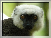 Lemur, Sifaka, Głowa, Oczy