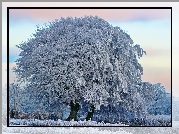 Pola, Ośnieżone, Drzewa, Zima