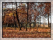Jesień, Park, Drzewa, Liście