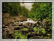 Las, Rzeka, Kamienie, Paprocie, Mgła