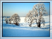 Zaśnieżone, Pola, Drzewa