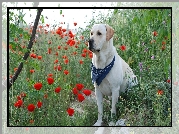 Labrador Retriever, Maki