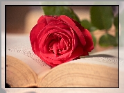 Książka, Czerwona, Róża