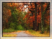 Jesień, Park, Drzewa, Alejki