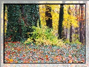 Jesienne, Liście, Bluszcz, Drzewa, Park
