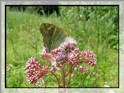 Motyl, Na, Różowym, Kwiatku, Łąka