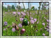 Kruszczyca, Na, Fioletowym, Oście