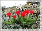 Ogród, Kwiaty, Tulipany
