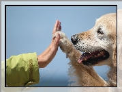 Piesek, Golden Retriever, Łapa, Ręka