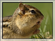 Chipmunk, Trawa, Zdziwienie