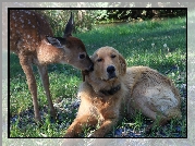 Pies, Sarna, Trawa, Golden retriever