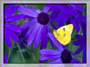 Fioletowe, Kwiaty, Żółty, Motyl