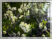 Kwitnące, Owocowe, Drzewo