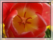 Tulipan