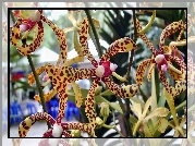 Kwiat, Orchidea