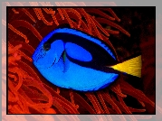 Ryba, Blue Tang