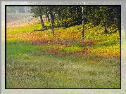 Polana, Łąka, Drzewa
