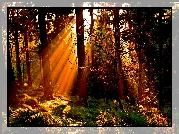 Drzewa, Las, Promienie Słońca, Jesień
