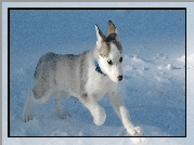 Piesek, Szczeniak, Śnieg, Siberian Husky