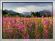 Fireweed, Kwitnący, Ognisty, Chwast, Brotherhood Park