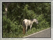Konik, Przy, Drodze, Roślinność