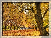 Barwy, Jesieni, Drzewa, Liście, Park