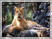 Tygrys, Liger, ZOO